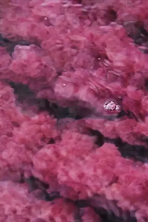 The River Escapes poster