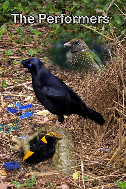 The Performers poster