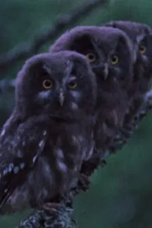 The Sounds of the Northern Forests poster