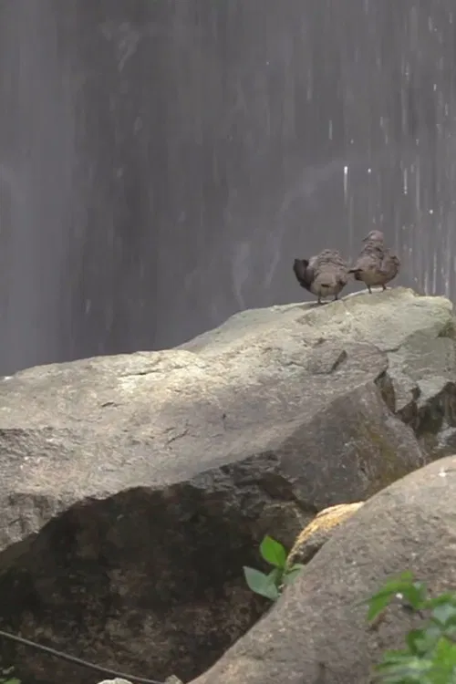 For the Birds poster