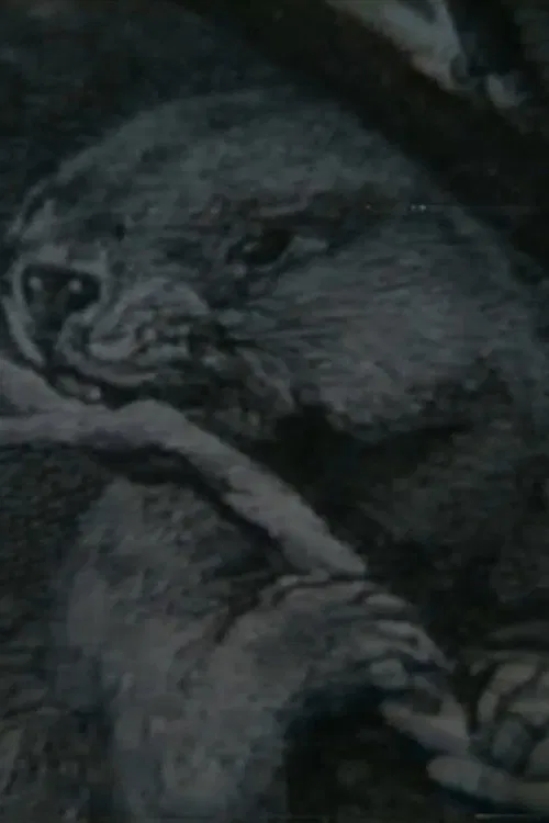 Beaver Report poster