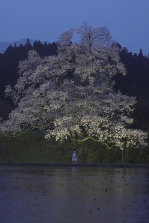 Cherry Blossom on My Palm poster