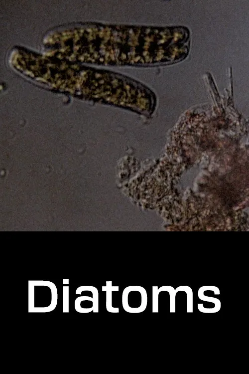 Diatoms poster