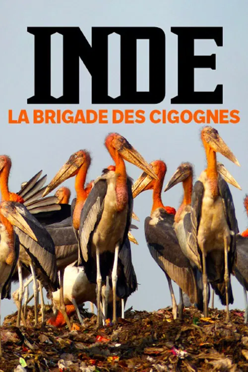 Inde, la brigade des cigognes poster
