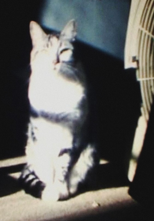 sin título (Snoopy) poster