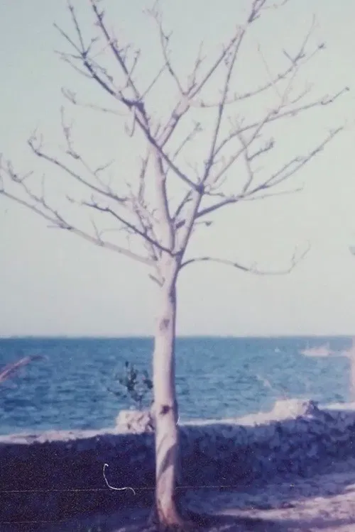 Two Women and the Rock Garden poster