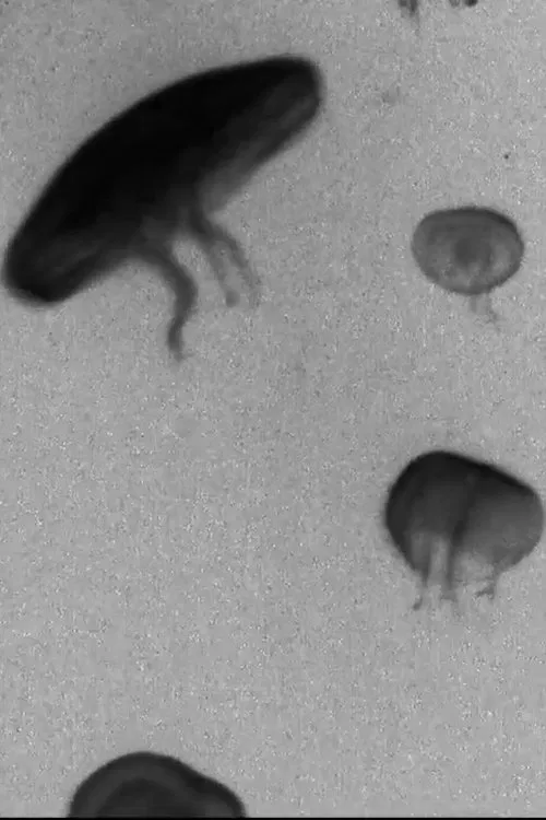 Les ombres aquatiques poster