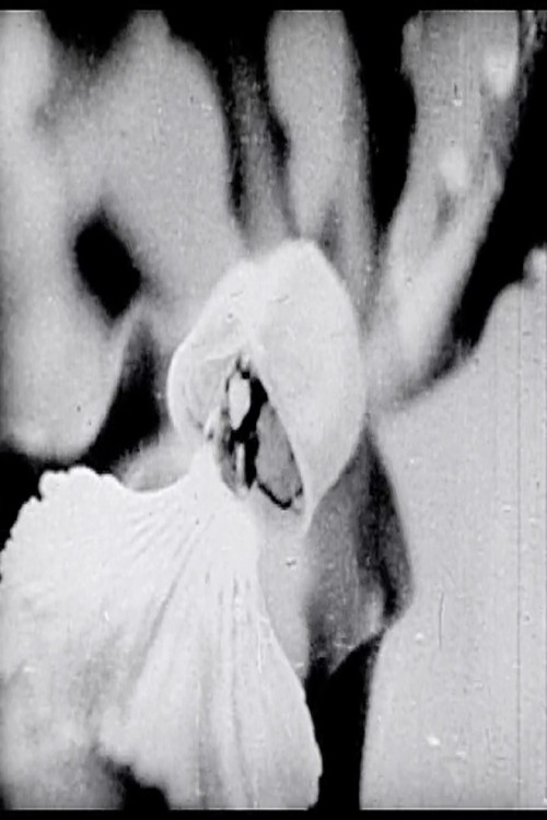 Floral Symphony poster