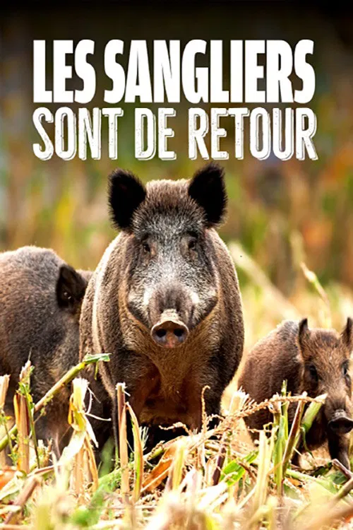 Wild Boar: The Comeback poster