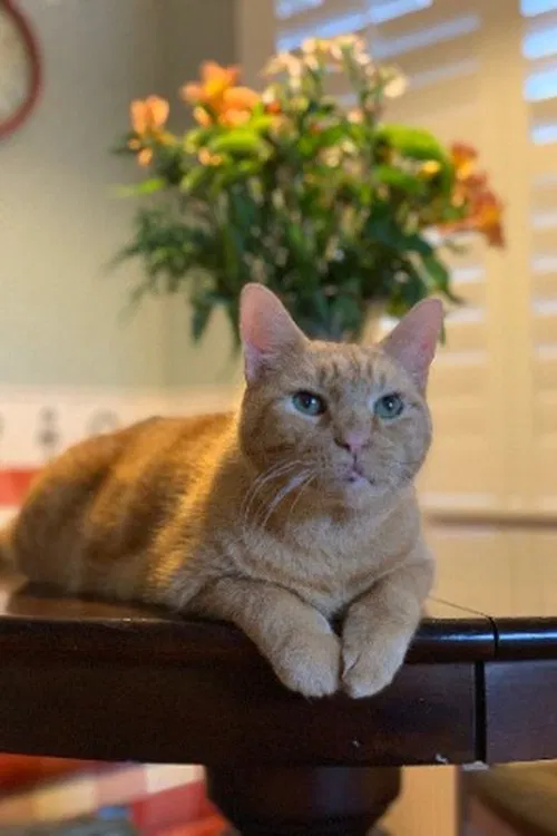 Murphy the Cat profile