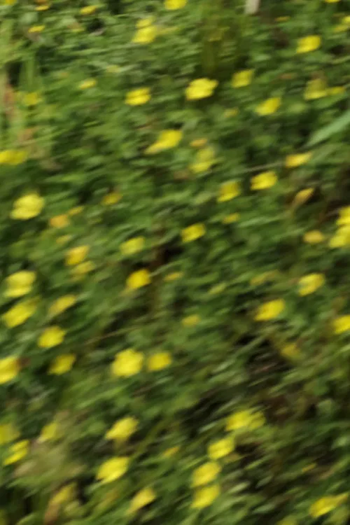 eye see flowers spinning poster