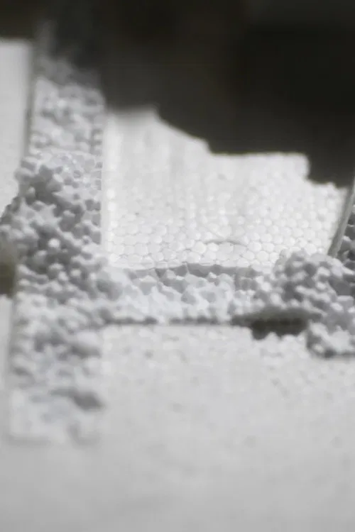 Tenebrio molitor poster