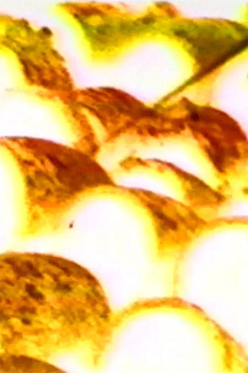 Inner New Moon poster