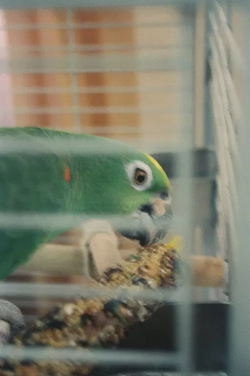 Mr. Meeseeks profile