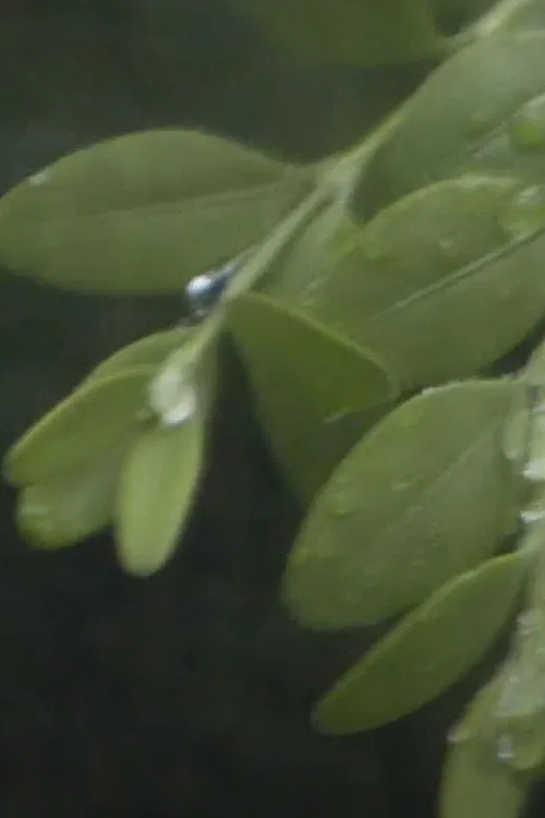 Through the Hoops of Time poster