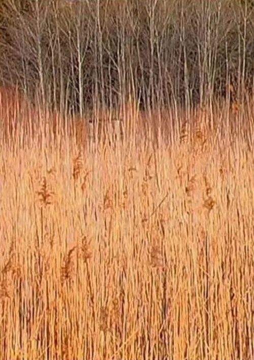 Retour à Walden (Une économie) poster