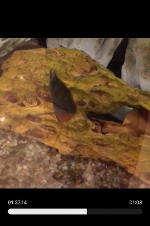 Random Fish Leader profile