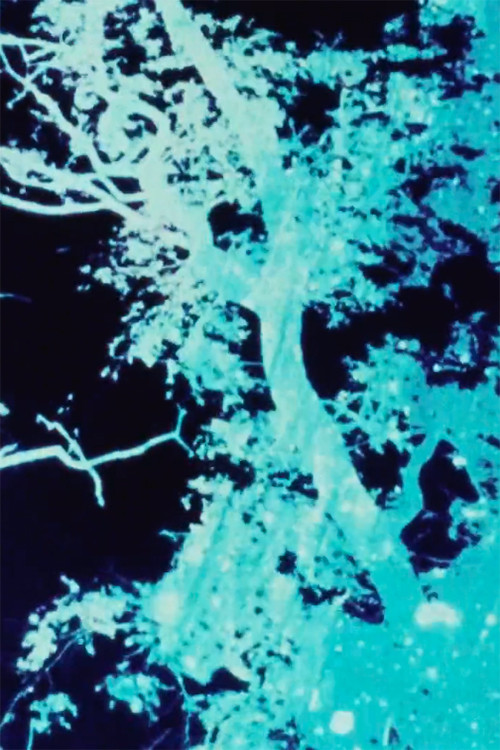 Sunprints 1, 2, 3 poster