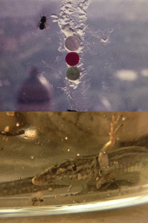 Fuegos Artificiales Foco Proyector apto. Con Burbana avispa bombilla filamento Poti poster