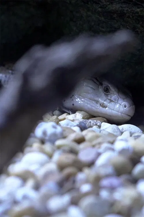 Shadow and Act poster