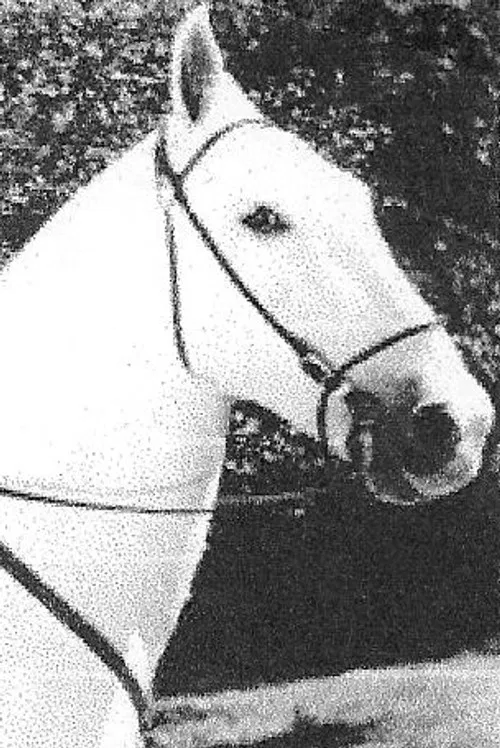 Silver King the Horse profile