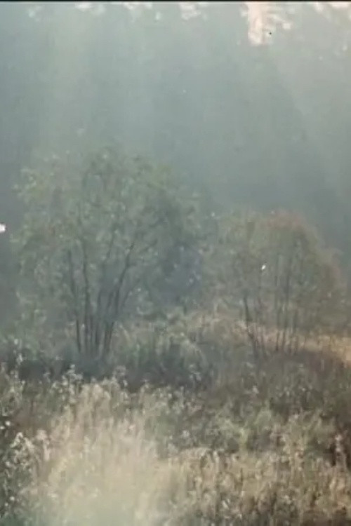 The Cherry Orchard poster