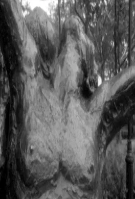 Fuzzy Forests and Looking Across the Stream poster