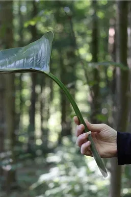 Getting inside the head of an ox poster