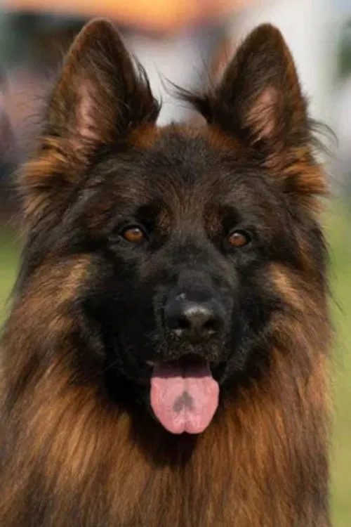 Эрос Тим Торретта profile