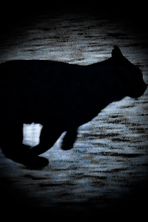 A Black Cat Escapes poster
