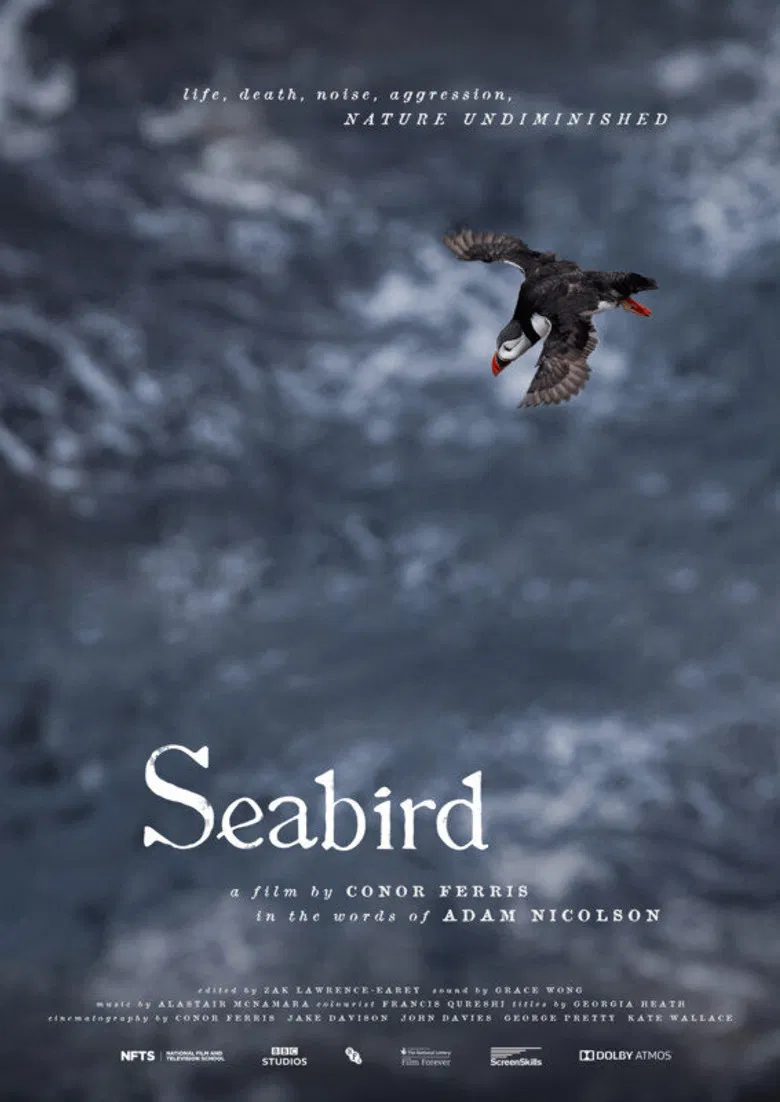 Seabird poster background