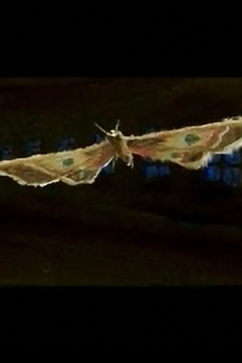 Tooryanse poster background