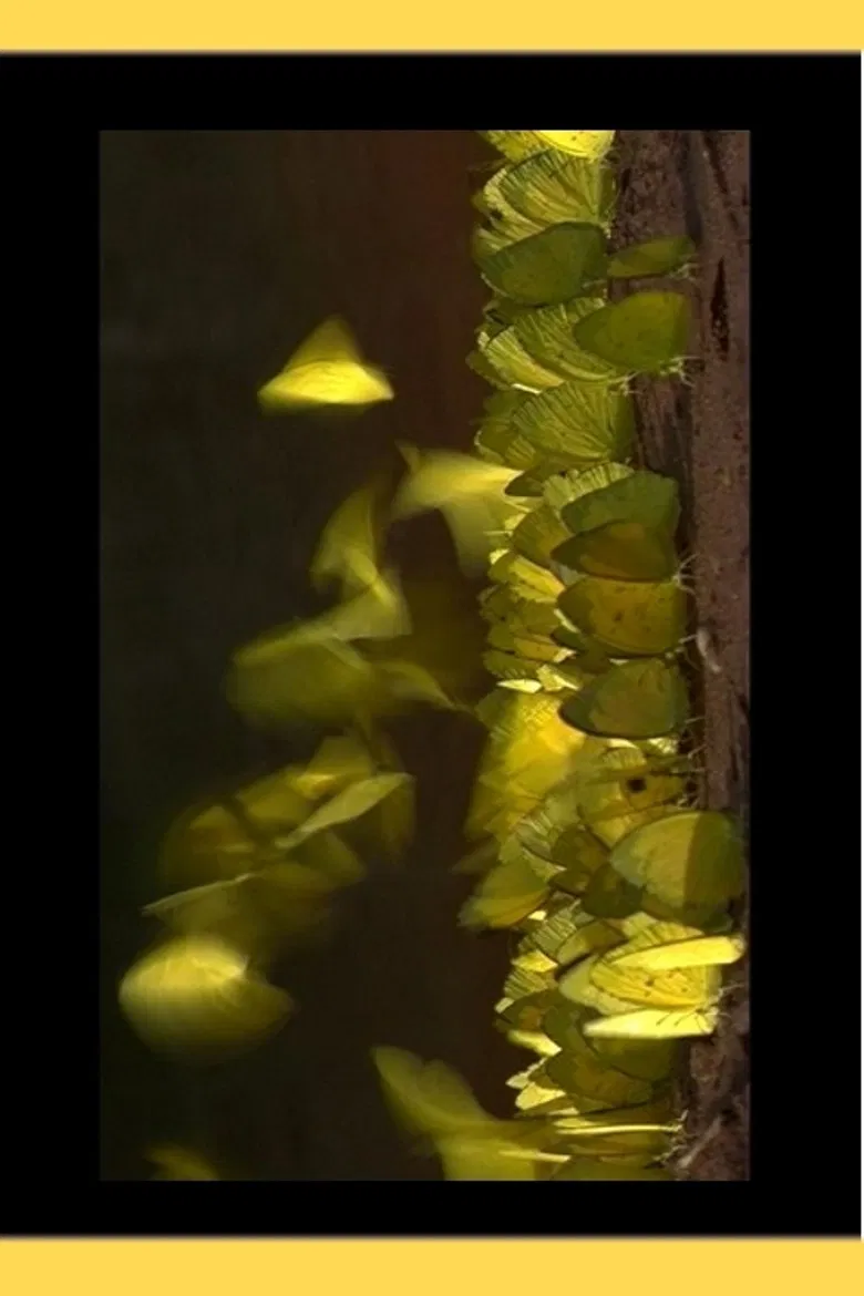 Phipop poster background