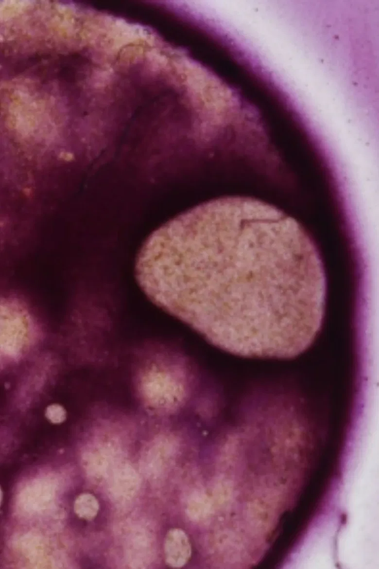 Phykos poster background