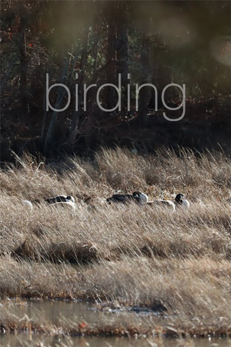 Birding poster background