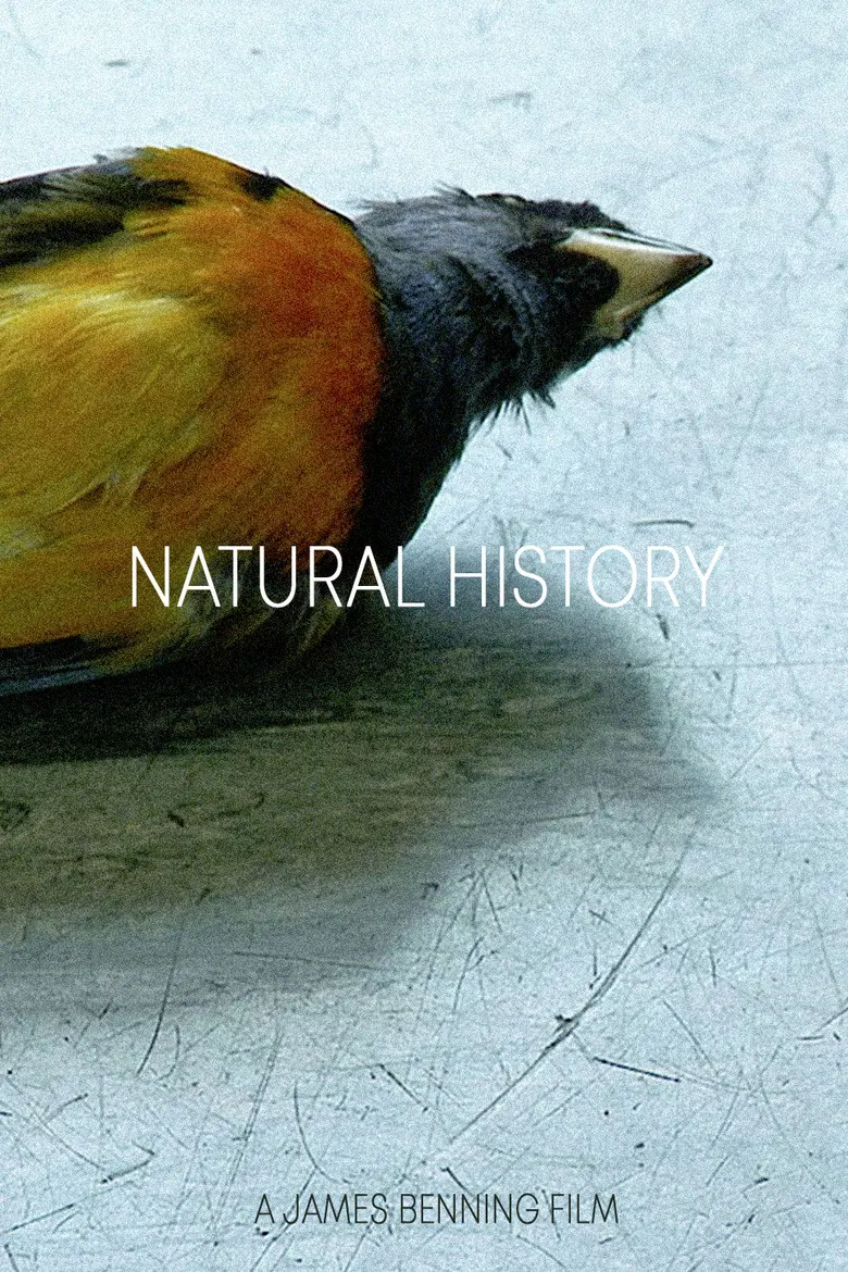 Natural History poster background