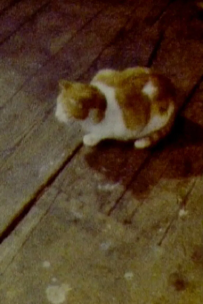 Cat poster background