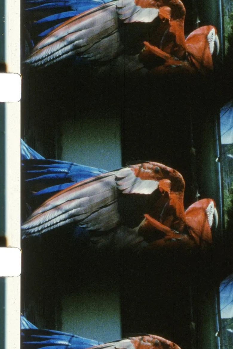 Glossolalia poster background