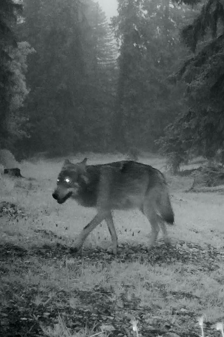 Le dernier loup poster background