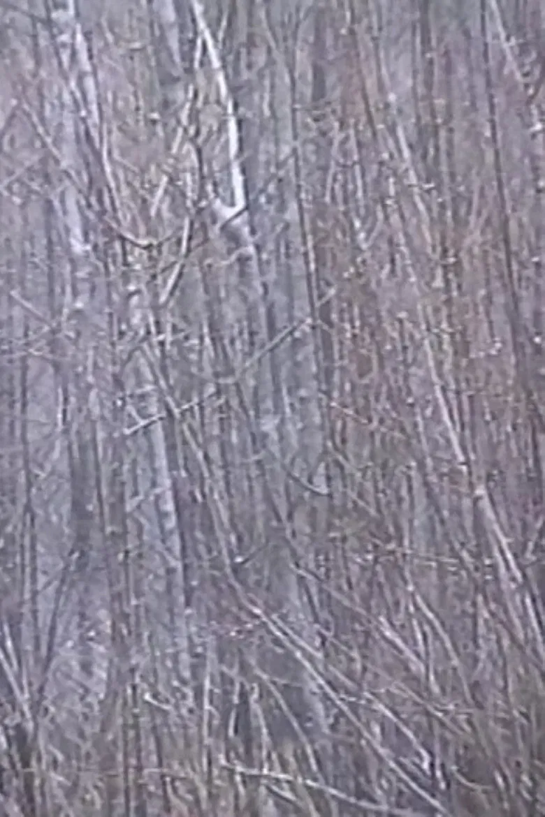 Rosa Rot poster background