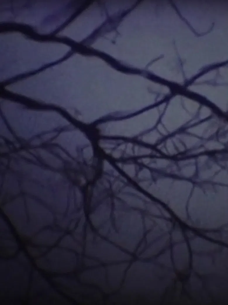 The Luminous Undergrowth poster background