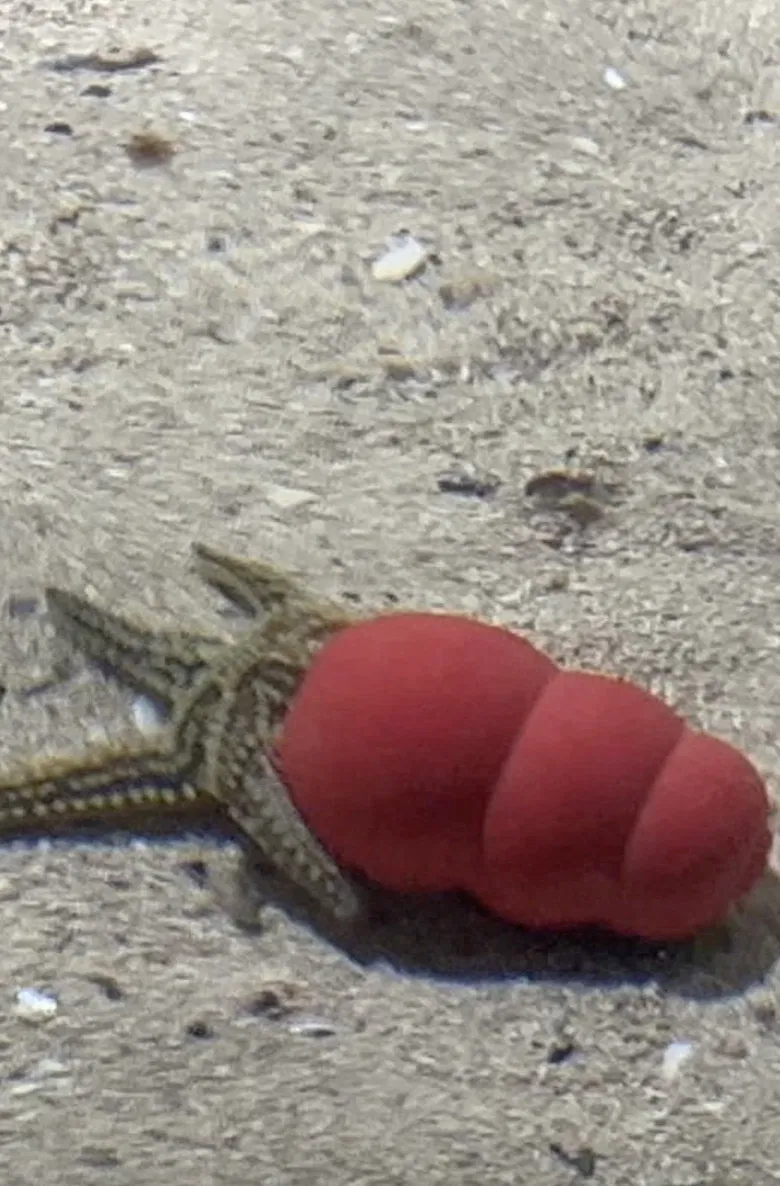 Atlantaquaria poster background