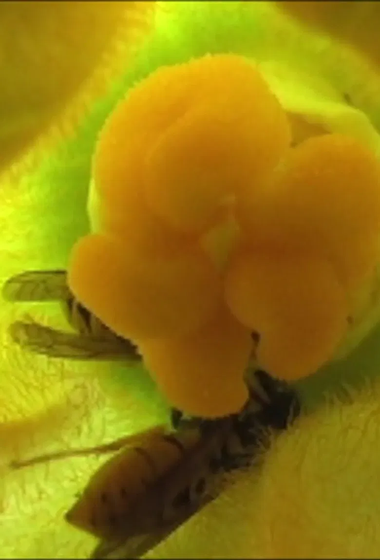 Tin Pressed poster background