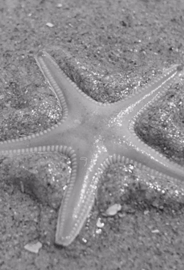 Ebb-tide poster background