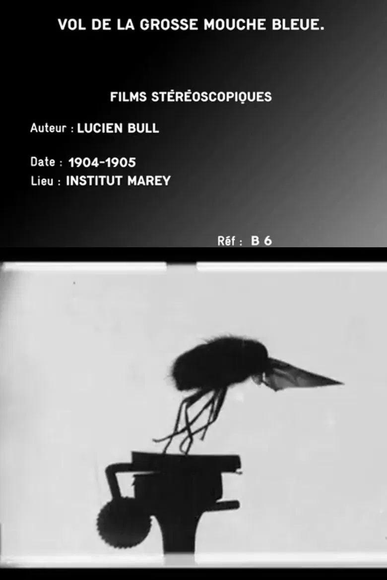 Flight of the Large Blue Fly poster background