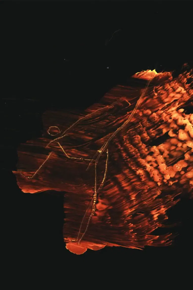 Organic poster background