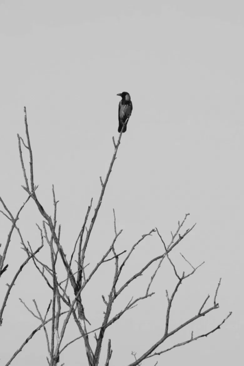 Dissipatio poster background