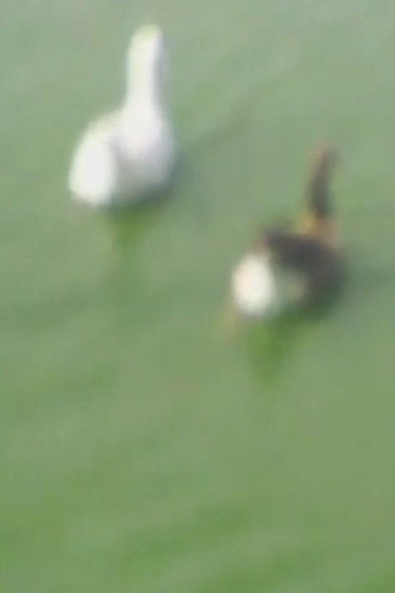 L'état de notre urgence 4 poster background