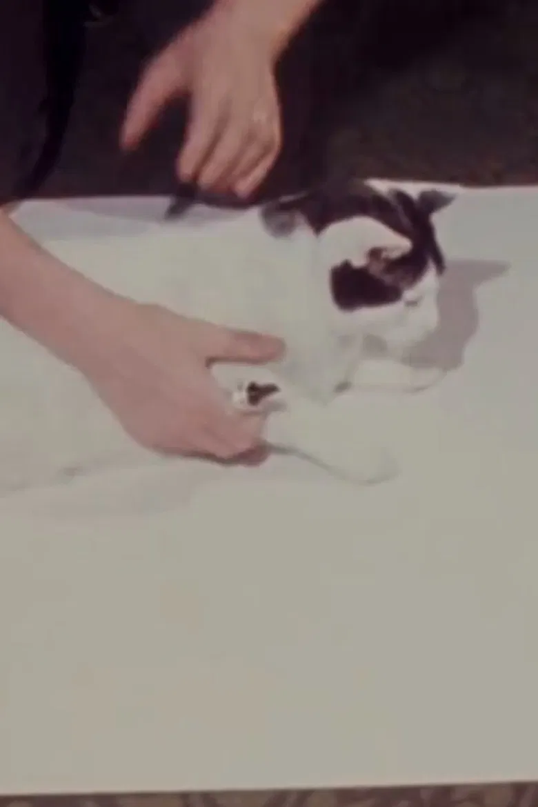 How to Draw a Cat poster background