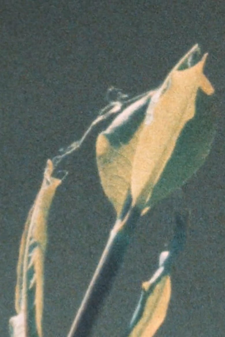 Early Summer poster background